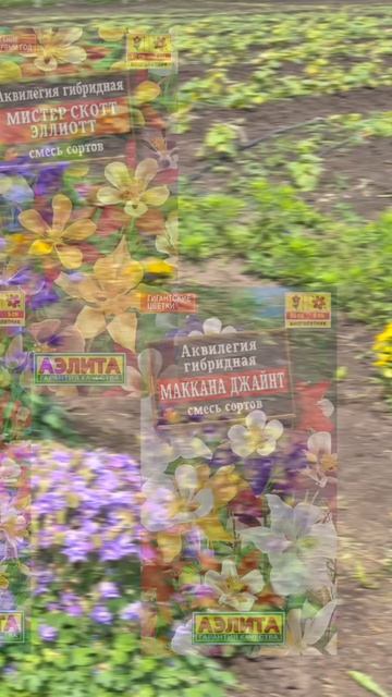 Разнообразие АКВИЛЕГИЙ в открытом грунте 🌺