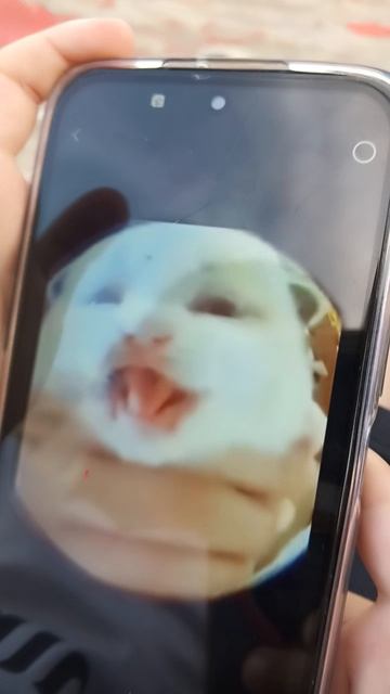 смешное видео