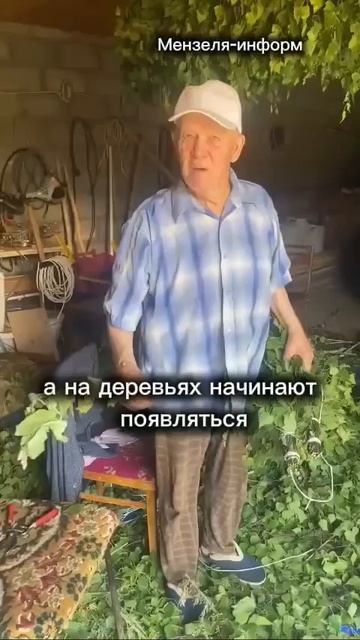 Заготавливает банные веники с душистыми травами.