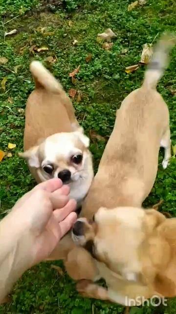 чихуахуа гуляют на даче