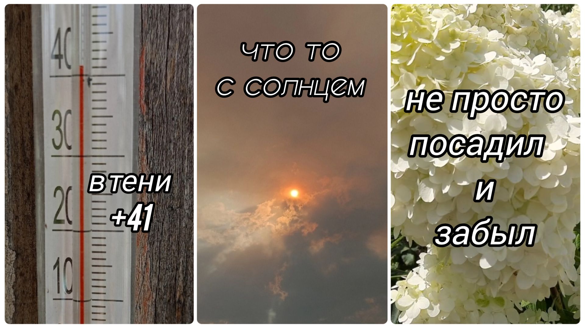 Жаримся вместе с гортензиями +41. Гортензия это не посадил и забыл, бегаю, спасаю🪣🚿...
