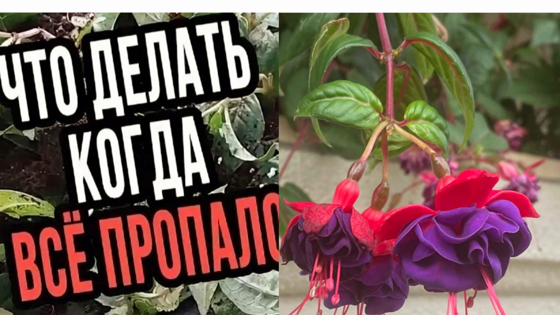 САМОЕ ЛУЧШЕЕ УДОБРЕНИЕ ДЛЯ ФУКСИИ