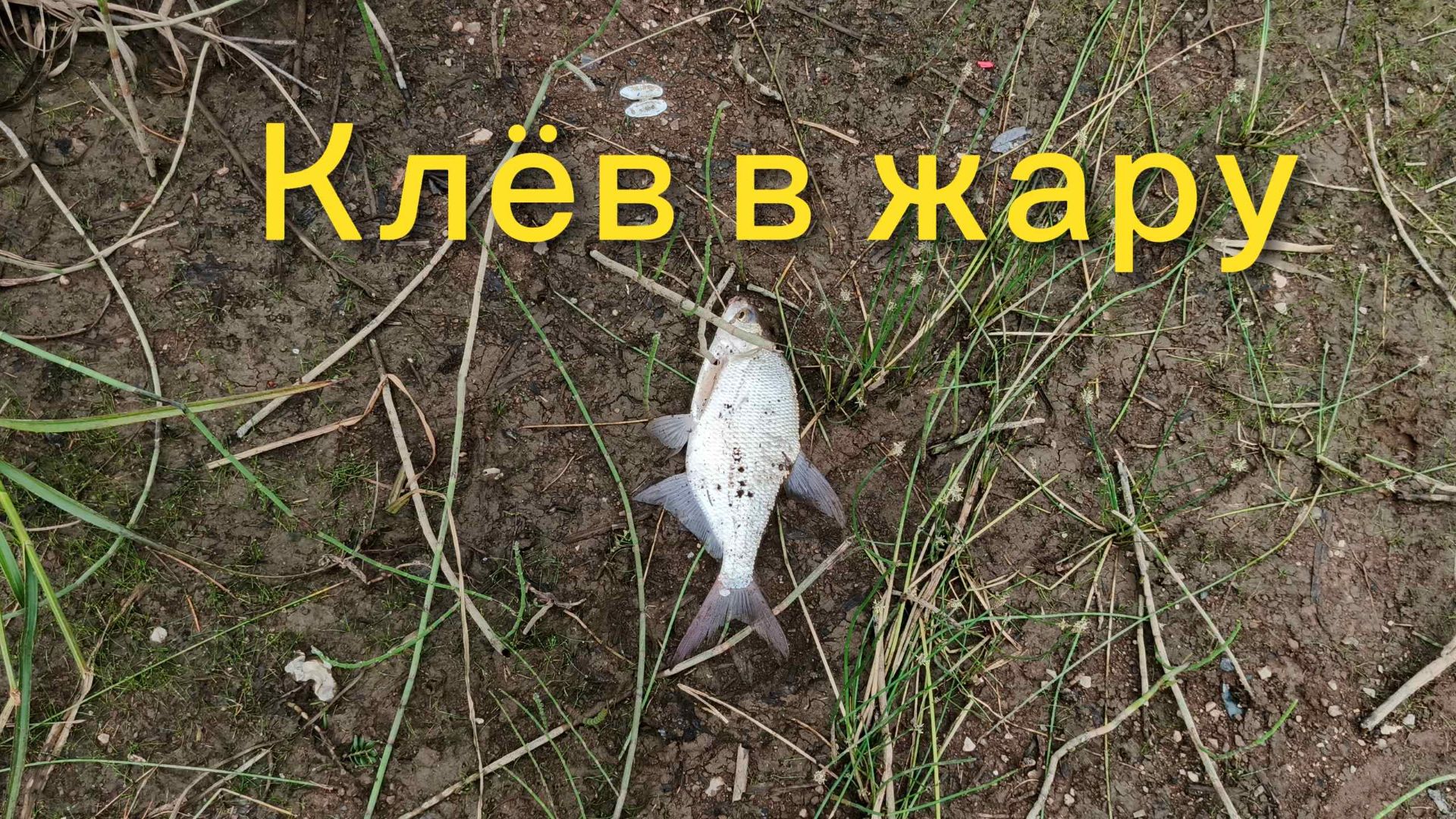клев в жару будет