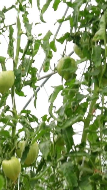 Фасциация на томатах 🍅