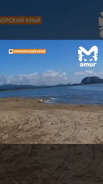Одна из самых ядовитых рыб в мире массово выбрасывается на берег в Приморье.