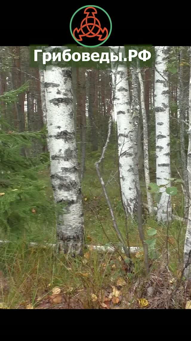 Белый под листиком остаётся белым.
