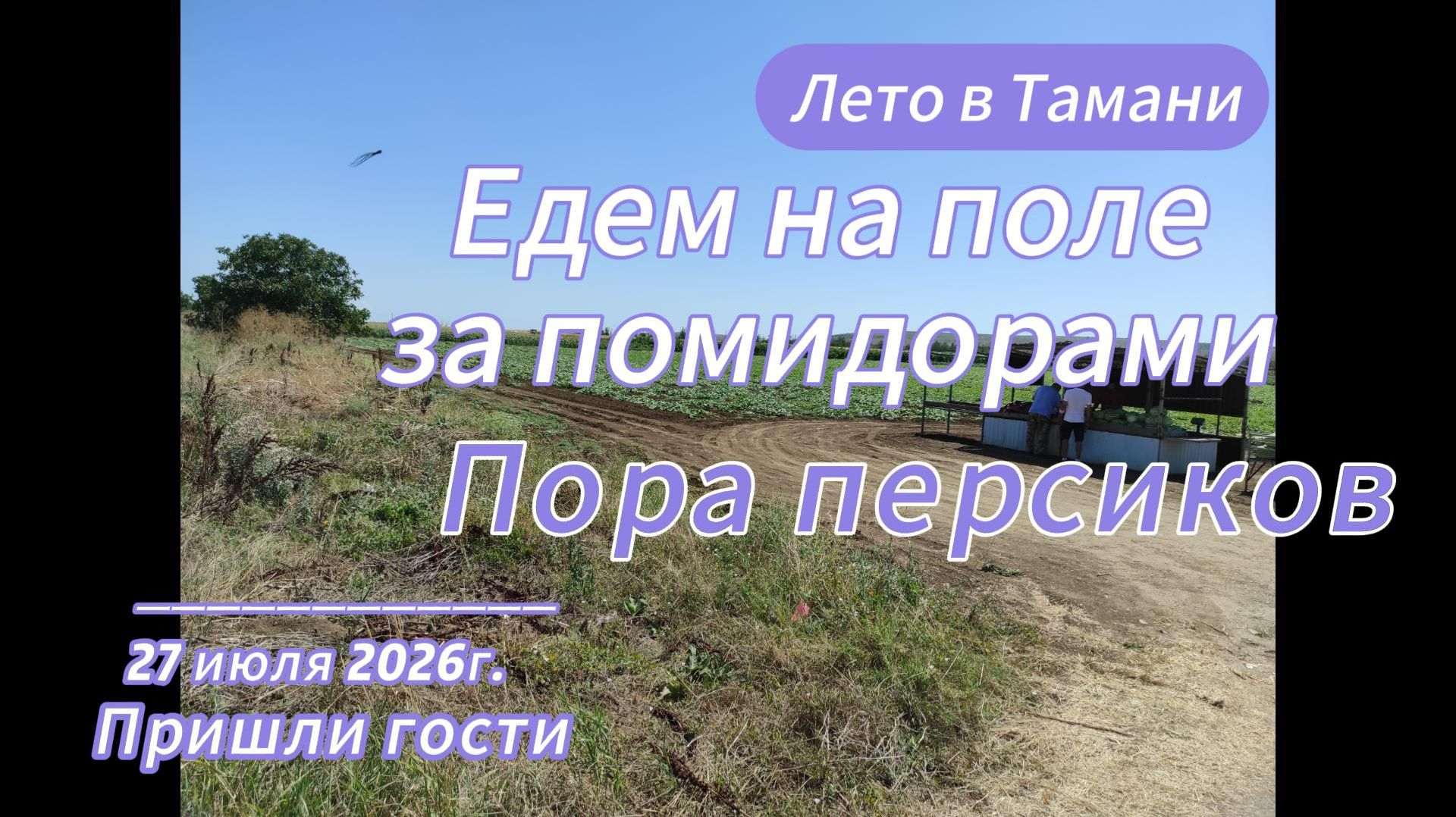 Едем на поле за помидорами. Наступила пора персиков. Пришли гости