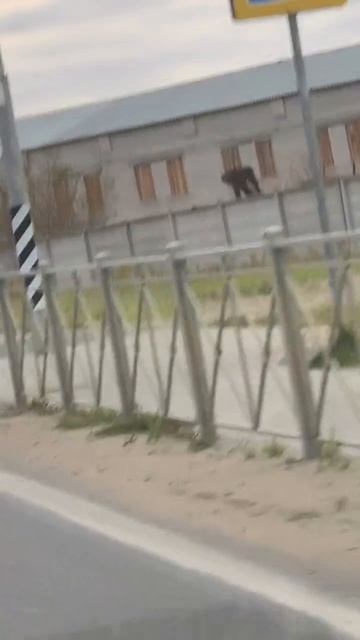 Показалось