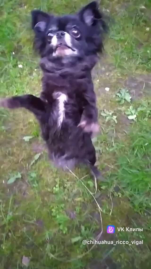 чихуахуа танцуют  на даче