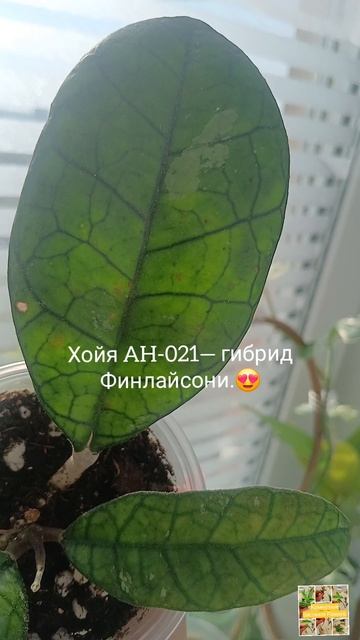 Хойя AH-021-гибрид Финлайсони.