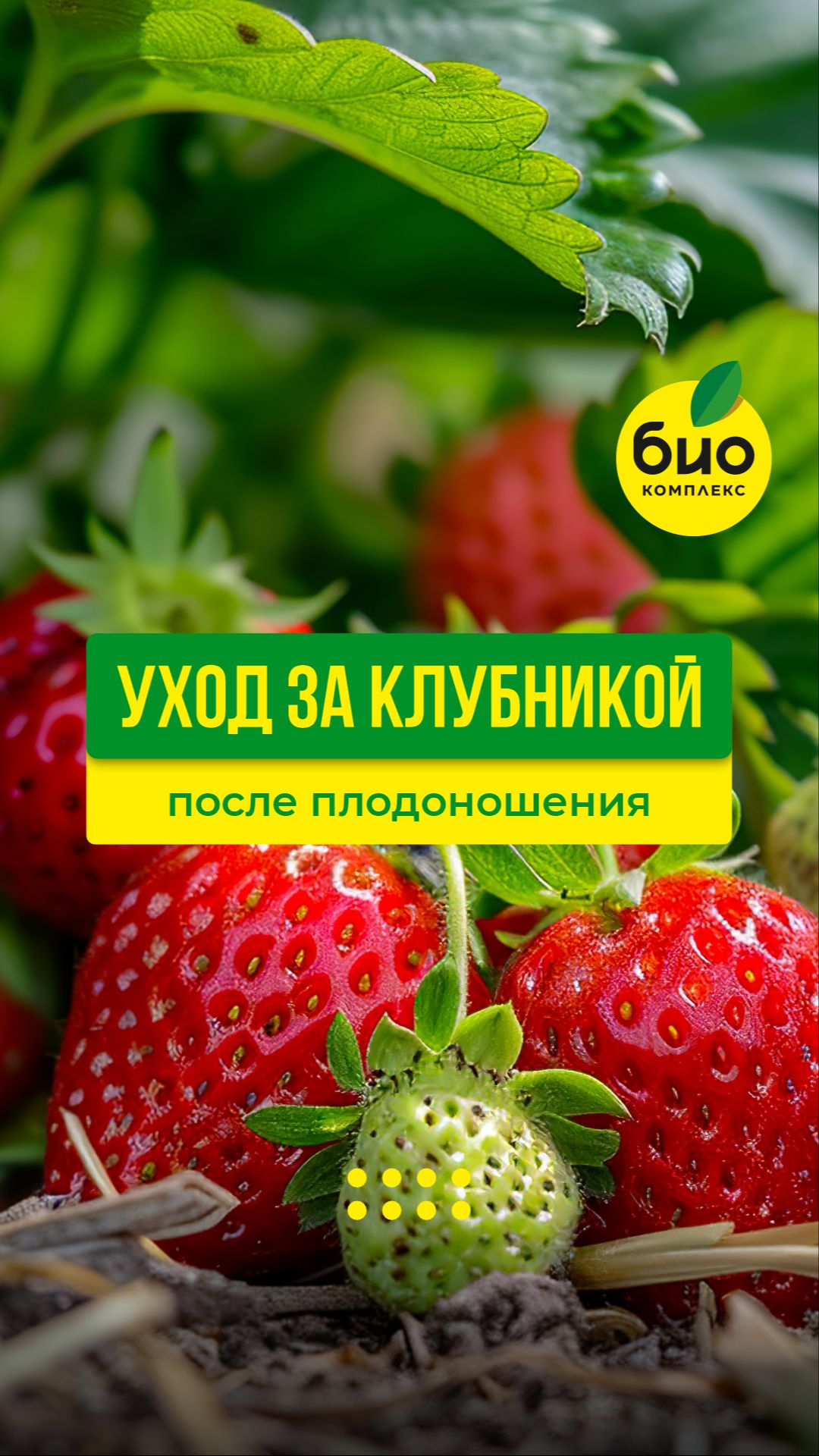 Уход за клубникой после плодоношения