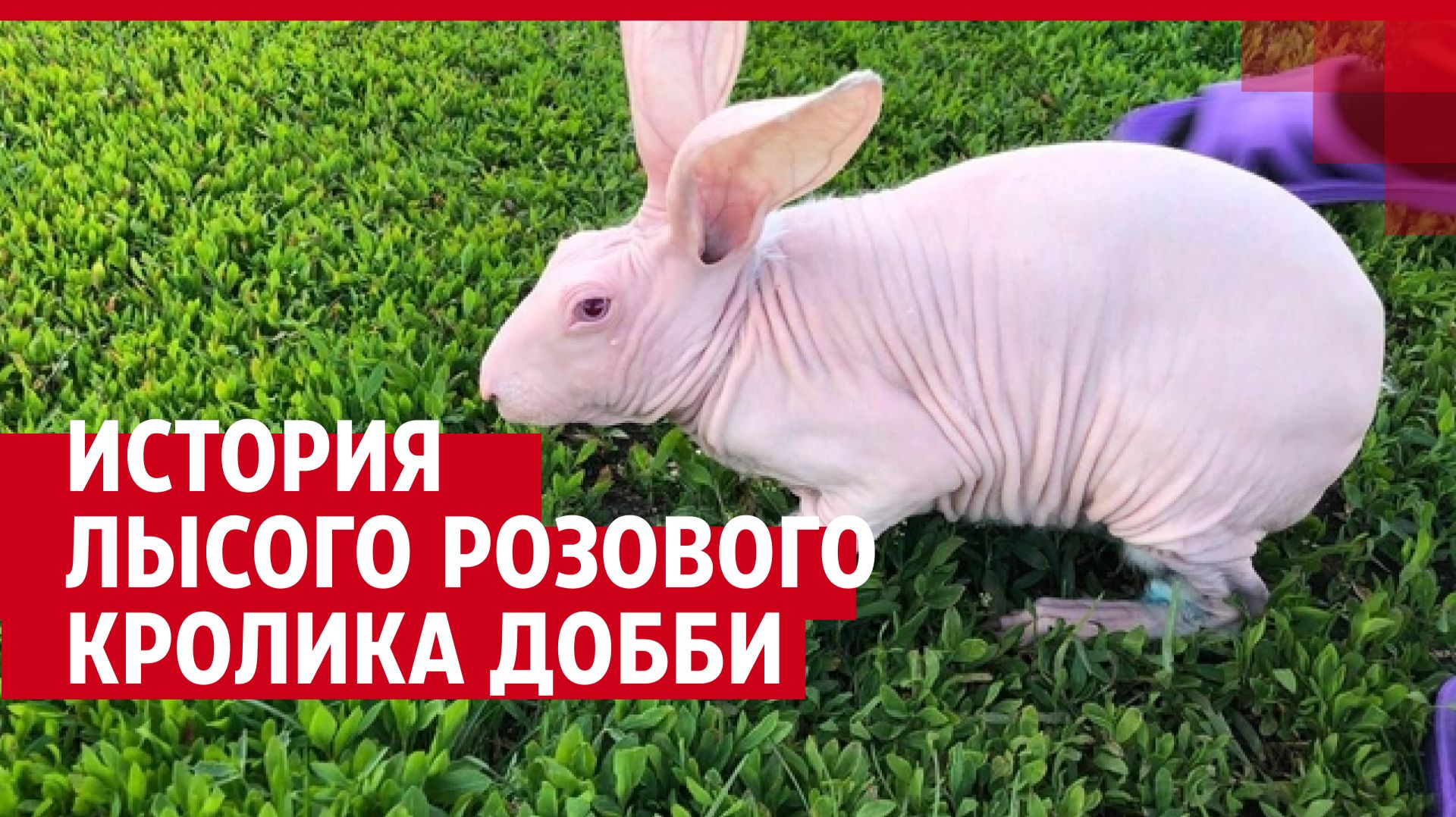 История уникального лысого кролика Добби