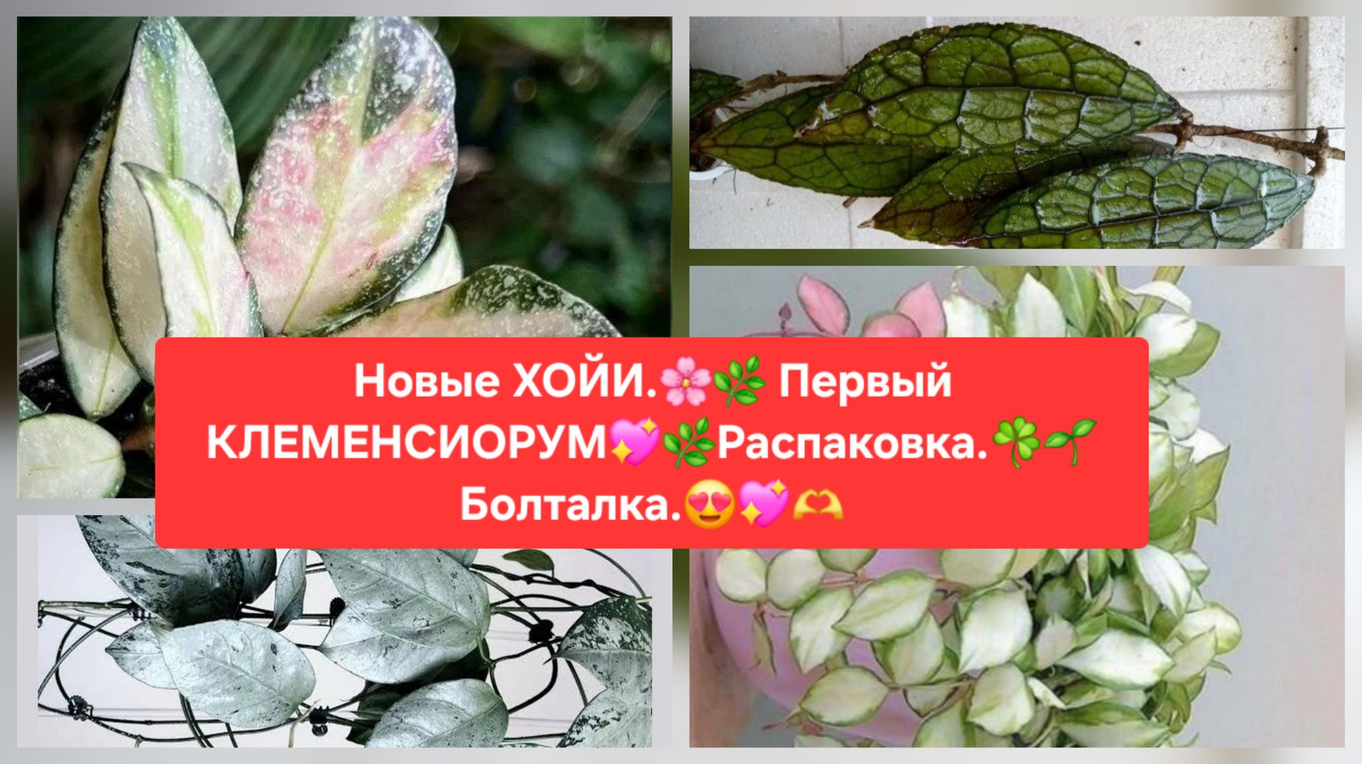 Новые ХОЙИ.🌷 Первый КЛЕМЕНСИОРУМ.🌸🍀Распаковка.🎁 Обзор. 🌼Болталка.😉🌸