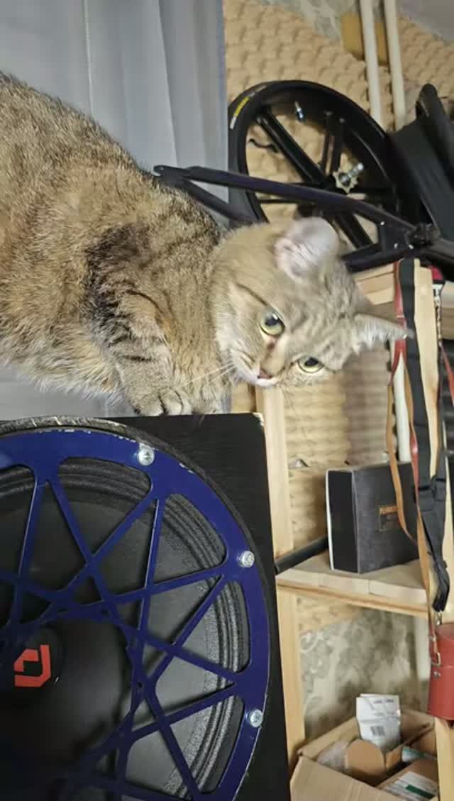 Кошачья недвижимость