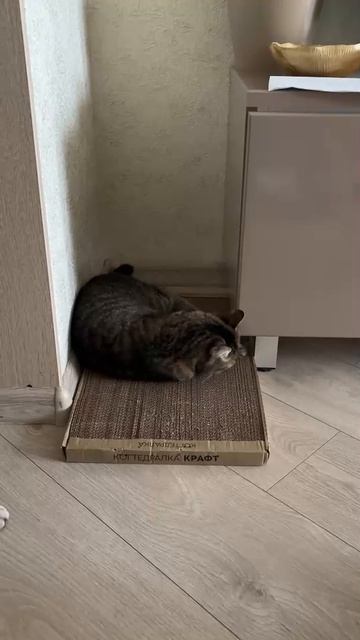 Жаль, что раньше не купили эту когтеточку!❤️