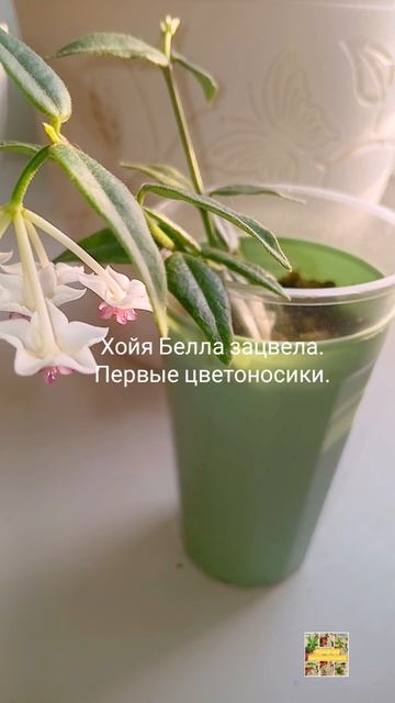 Хойя Белла зацвела)))😍🌸