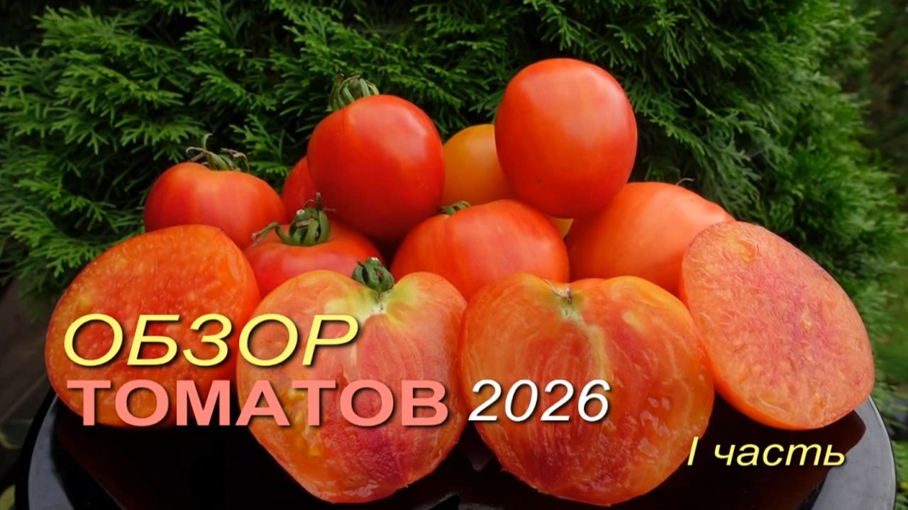 Обзор коллекционных сортов ТОМАТОВ сезона 2026. I часть
