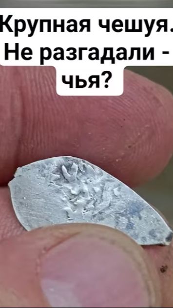 Крупная чешуя. Не разгадали - чья? Суздальско-Нижегородское княжество?