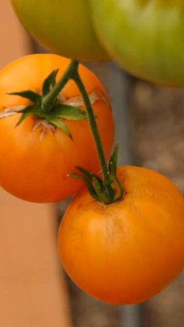 Томаты трескаются 🍅