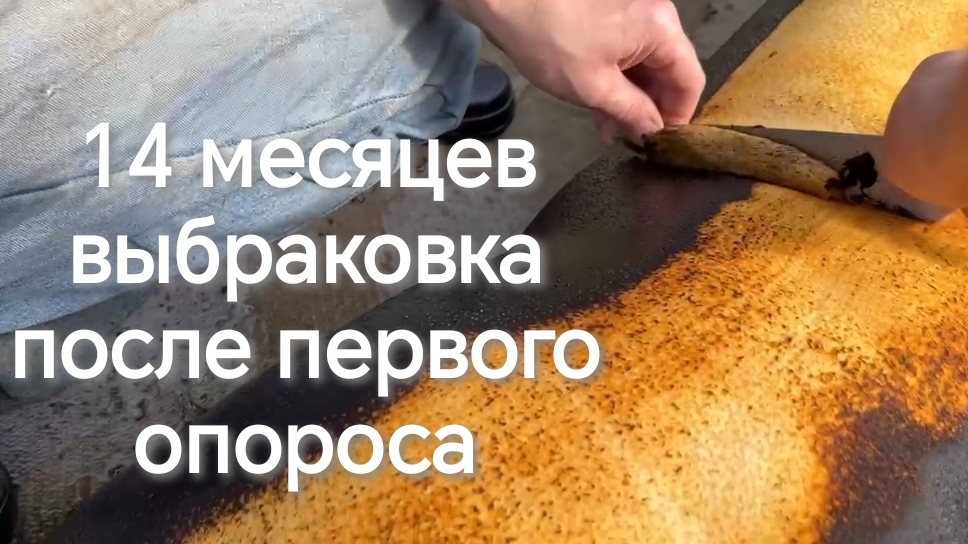  Выбраковка после первого опороса   Ландрас мясной или бекон ? 29-07-2026