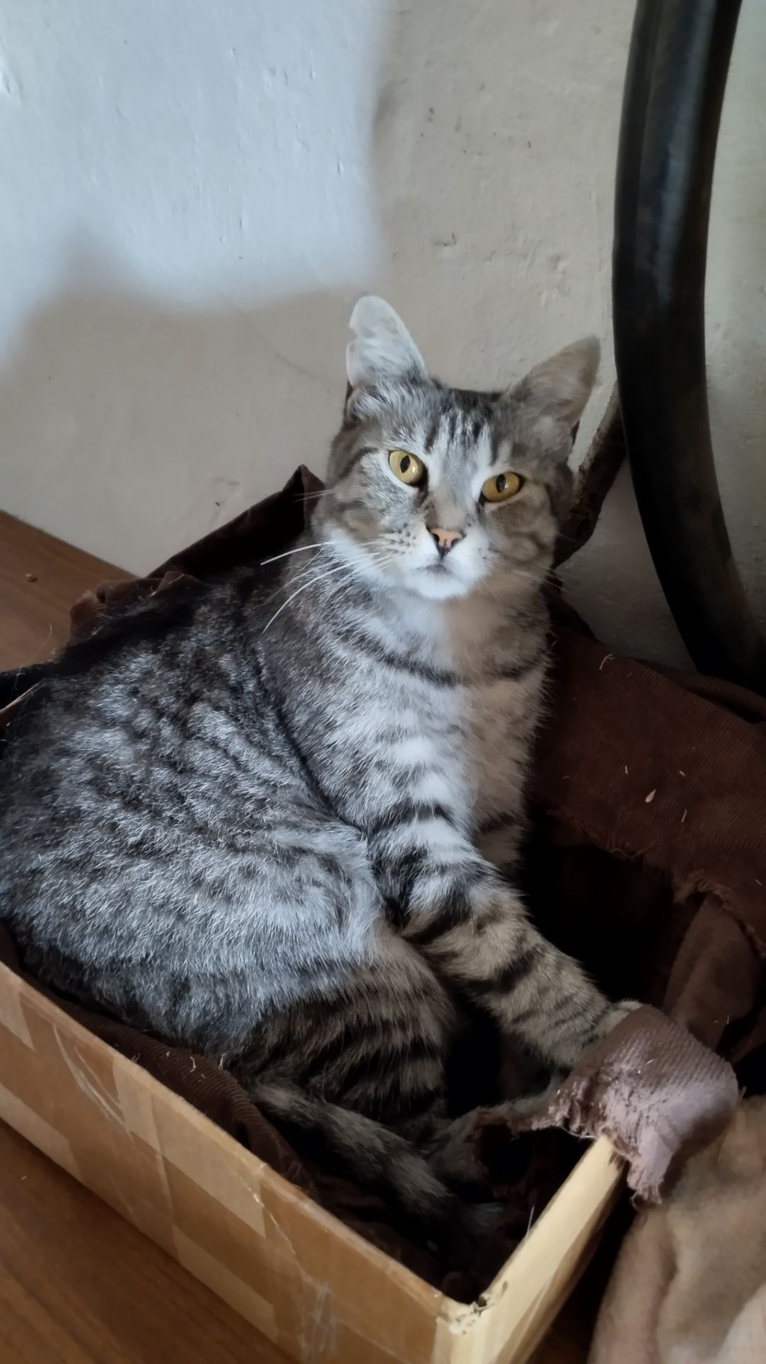 КОТЫ НА ОТДЫХЕ!