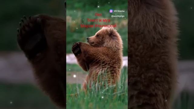 Лес
