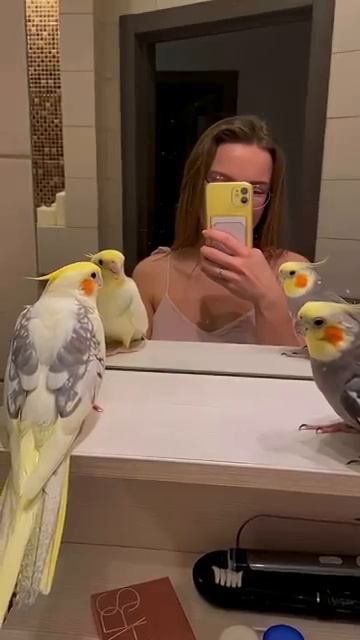 пение попугая кореллы #корелла #попугай #ручнойпопугай #parrot #corella #cockatiel #birds