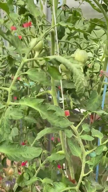 🍅томат БАЛТИЙСКИЙ ШОКОЛАД