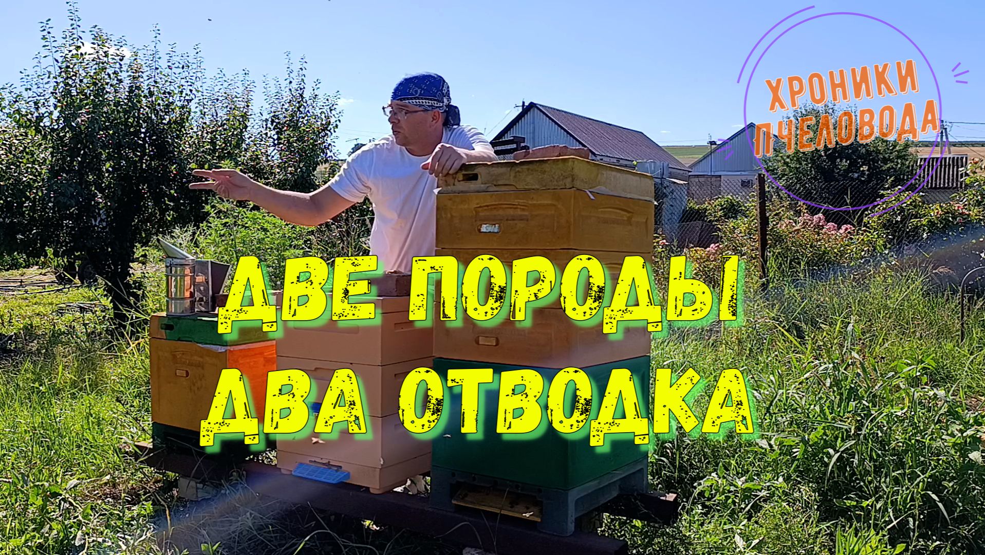 Карника и Бакфаст: поздние отводки по стандартной схеме — что важно не упустить