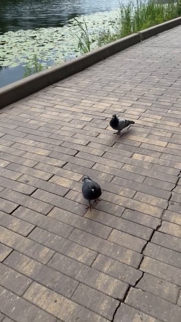голуби 🐦