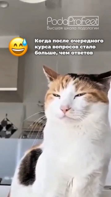 Когда после очередного курса вопросов стало больше, чем ответов