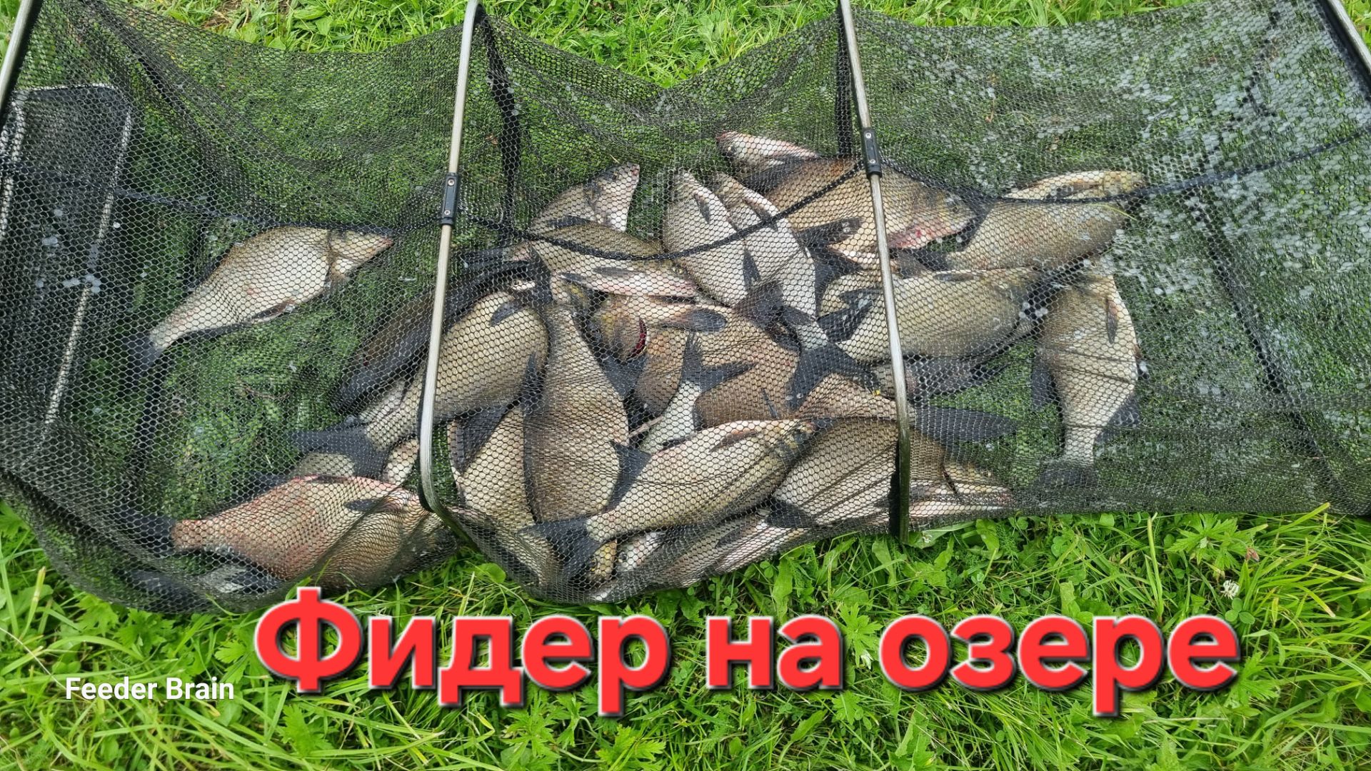 Фидер на озере