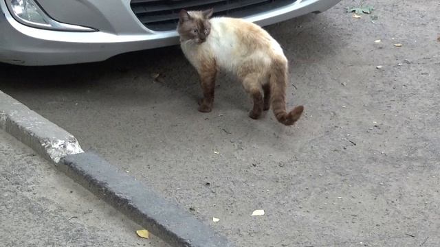 милые видео с котиками