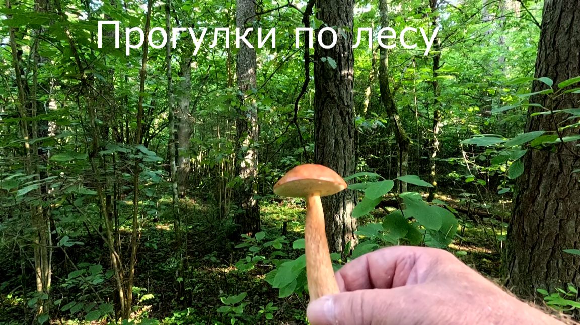 Собираю грибы, к фотоловушки пойду завтра