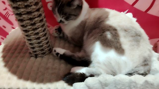 На выставке КОШЕК. 🐱🐈🐈⬛🐱🐈🐈⬛