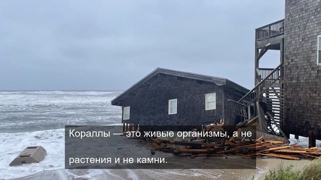 расслабились короли 2