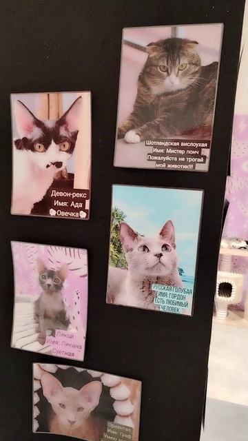 Знакомимся с котиками на выставке. 🐱🐈🐈⬛🐱🐈🐈⬛🤗