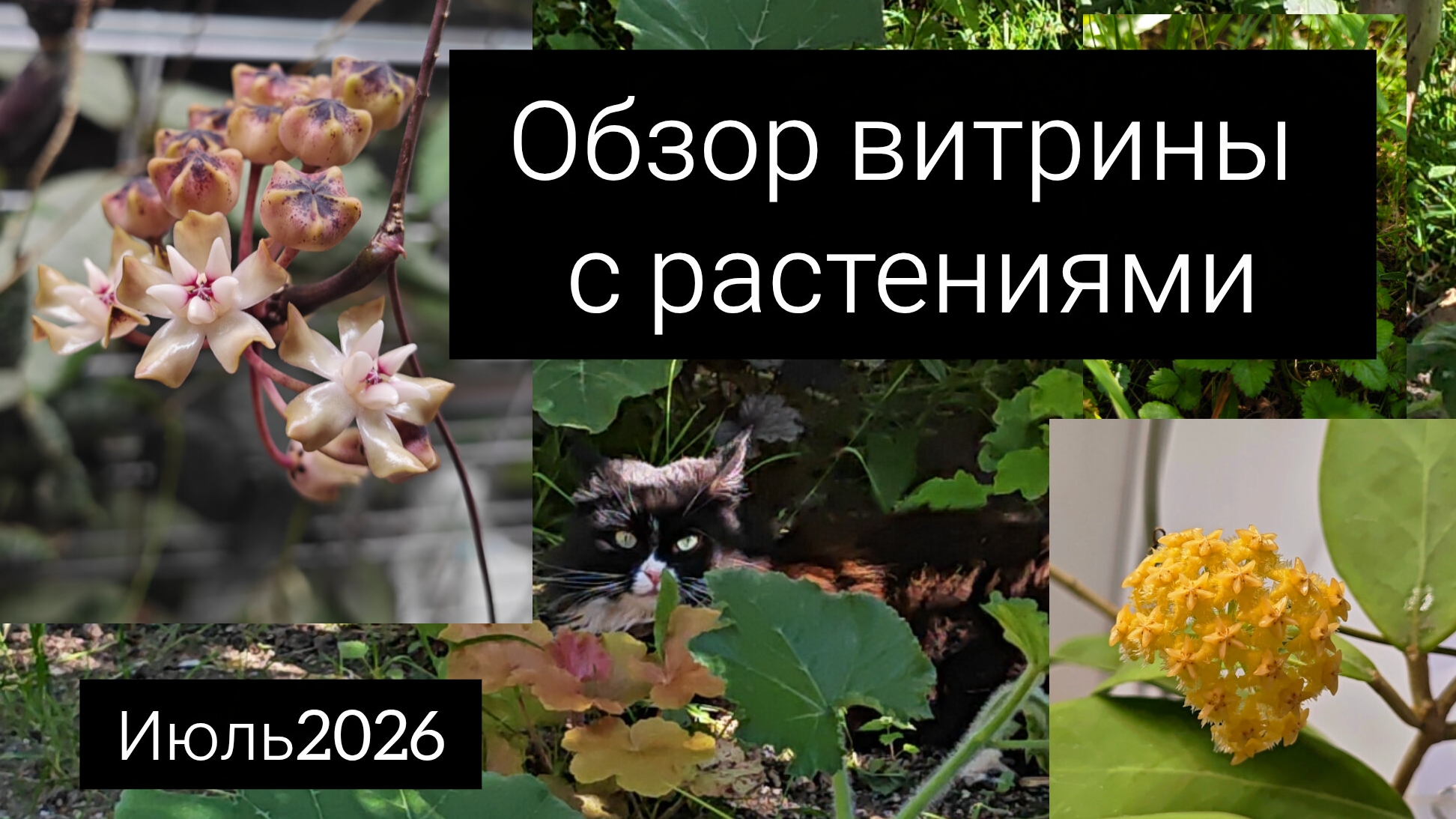 обзор витрины с растениями. июль2026