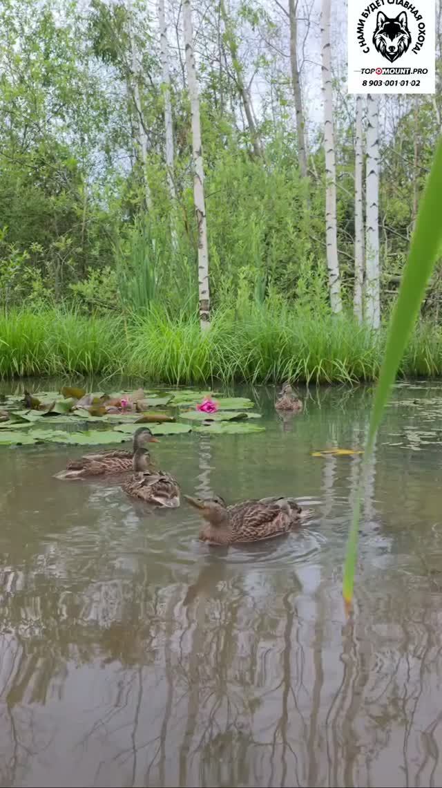 окно в природу 3