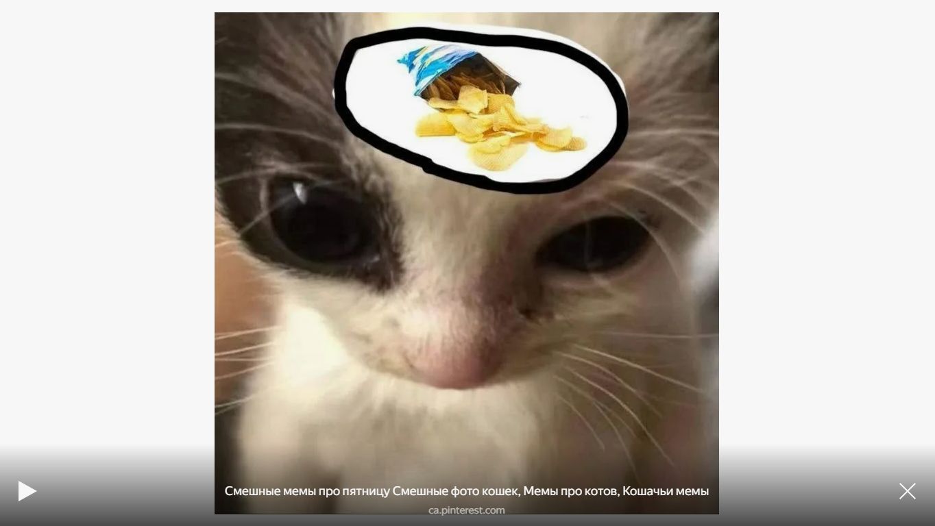 2 часть энимал госпитал