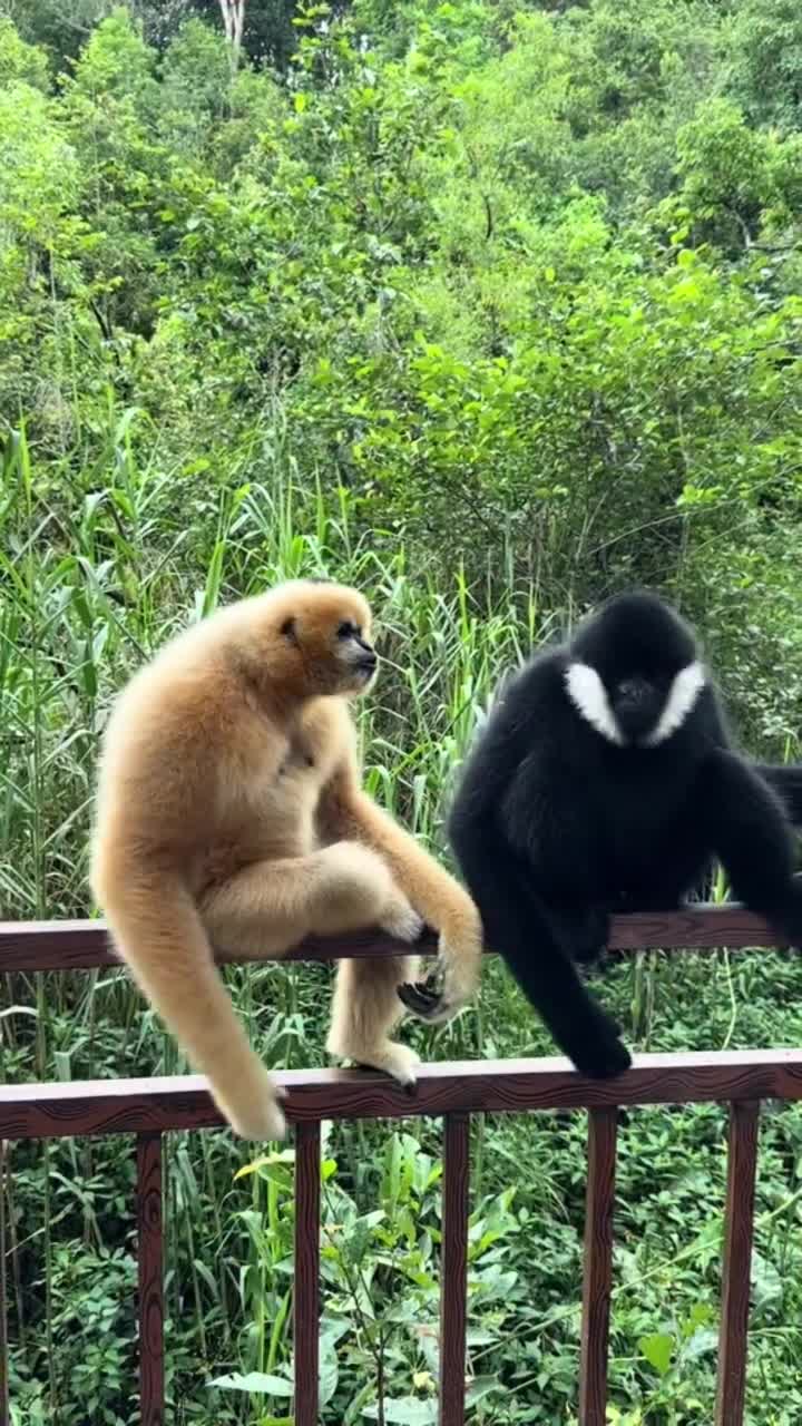 #видео #Милые #животные
