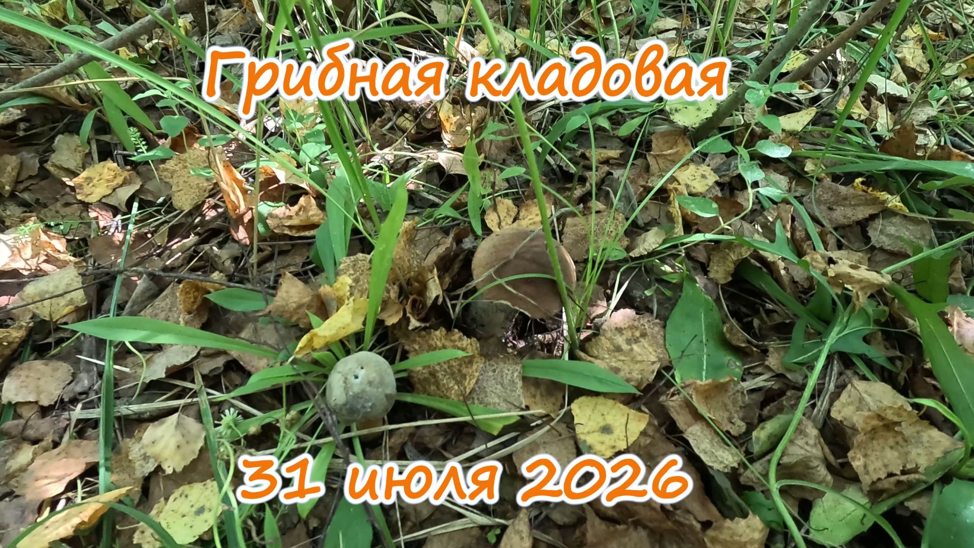 Грибная кладовая  31 июля 2026