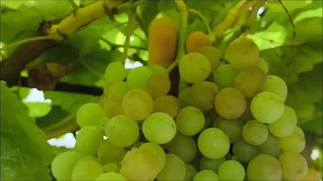 МАЛИНОВЫЙ киш миш на 30.07.26. Виноград Тепловых +79900274169