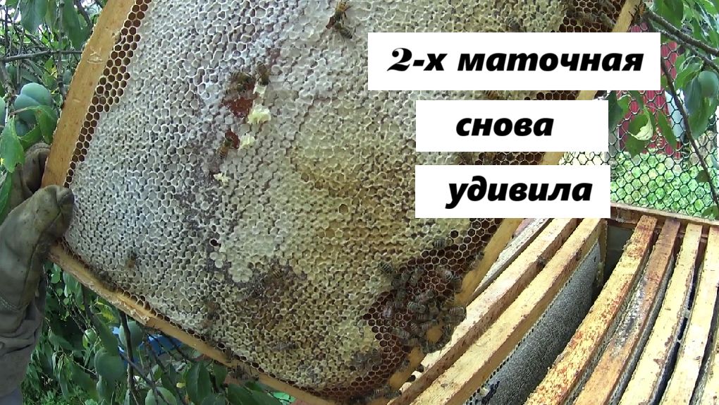 2х маточная семья на 21 июля