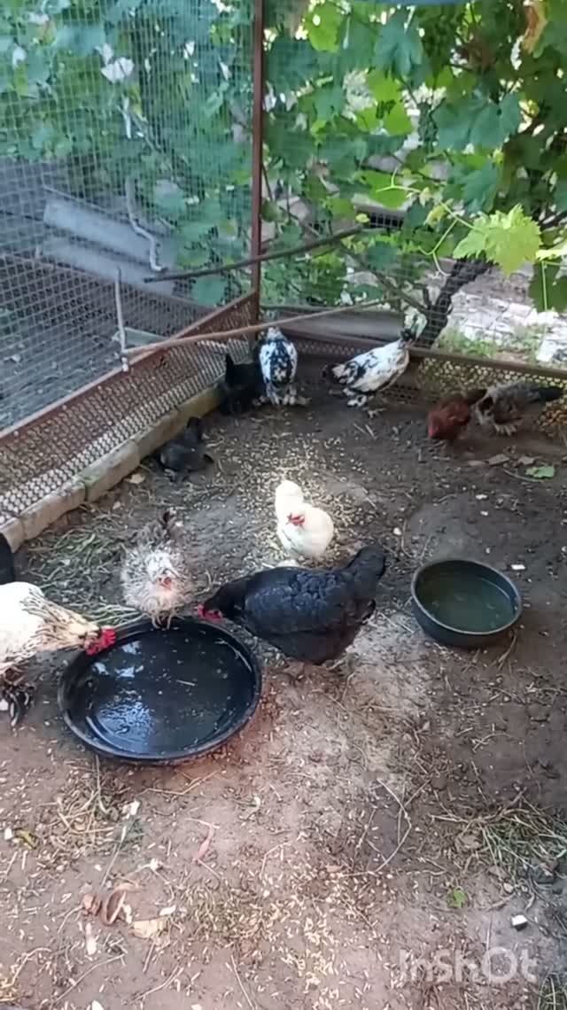 Немного о курочках и цыплятах