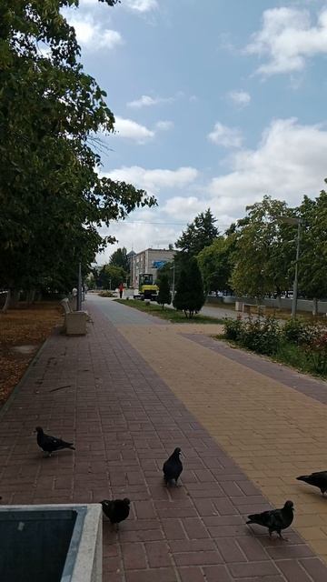 Поругались, что кормим голубей.