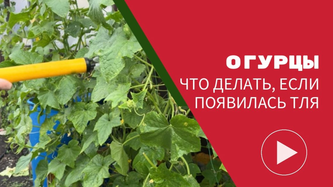 тля на огурцах