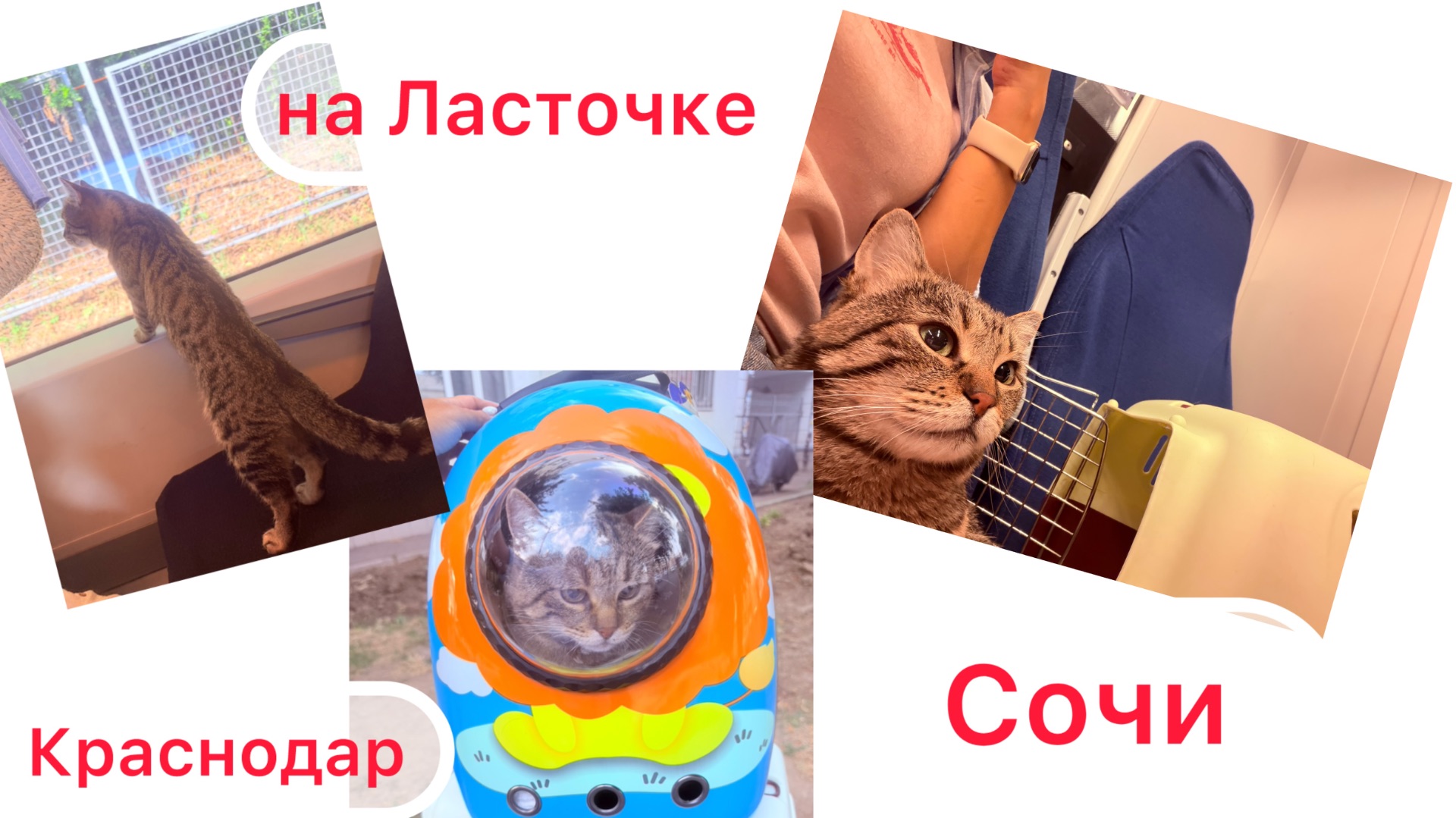 В Сочи с котом на Ласточке 😻