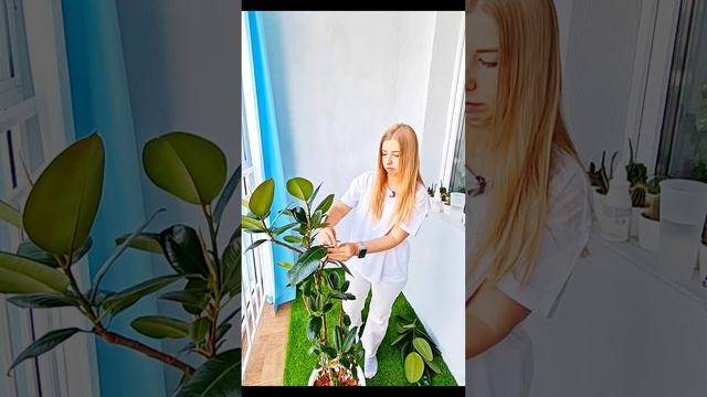 Обрезка фикуса каучуконосного