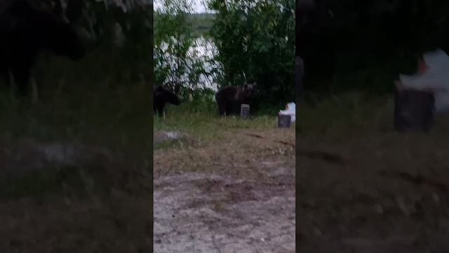 Ночные посетители 🌙 приходили три ночи подряд 🌜 и уже стали частью нашей бригады 💪.